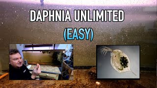 How I Raise Daphnia Water Fleas And You Can Too [upl. by Neenej]