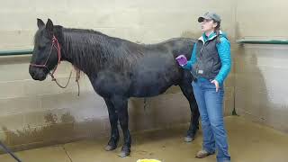 How to Clean a Geldings Sheath [upl. by Ablem121]