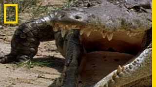 Monitor Lizard vs Croc  National Geographic [upl. by Dnalyar153]