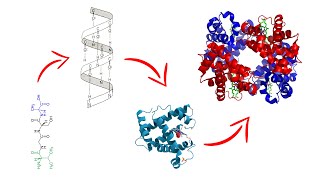 Estructura de las proteínas  Medicina en 5 MINUTOS [upl. by Harwill]