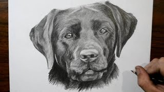 How to Draw a Dog  Labrador [upl. by Sucitivel399]