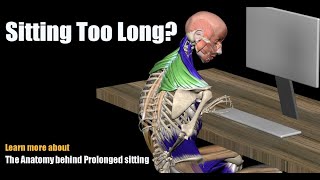 Pain from Sitting Too Long The Anatomy behind Prolonged sitting [upl. by Anifur]