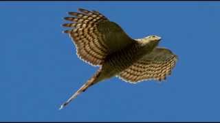 Sparrowhawk Bird Call Bird Song [upl. by Abdu305]