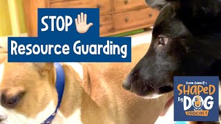 Resource Guarding Dog vs Dog Aggression 66 [upl. by Adnaval]