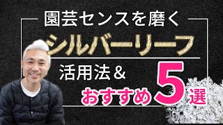 園芸センスを底上げ！シルバーリーフ5選＆活用方法 [upl. by Ahselat]