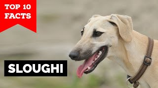 Sloughi  Top 10 Facts Arabian Greyhound [upl. by Ahsytal969]