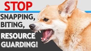 How to STOP “Food Aggression” Resource Guarding in Dogs WITHOUT FORCE [upl. by Seuqramed]