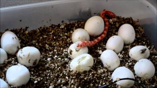 Corn Snake Hatching New born corn snake emerges from its egg for the first time [upl. by Adebayo]