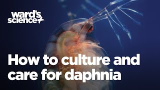 Caring and Culturing for Daphnia [upl. by Kerge]