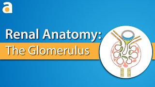 Renal Anatomy The Glomerulus [upl. by Wakeen680]