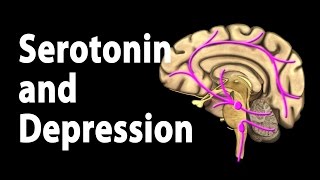 Serotonin and Treatments for Depression Animation [upl. by Roee]