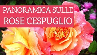 Una panoramica sulle rose cespuglio [upl. by Ambrosius]