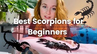 My Top Pet Scorpions for Beginners [upl. by Ridan]