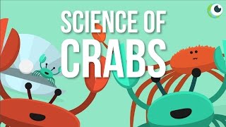 How To Crack a Crab THE RIGHT WAY  Crab Corner [upl. by Haral136]