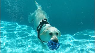 LABRADORS DIVE UNDER WATER WITH GOPRO INCREDIBLE [upl. by Orgel]