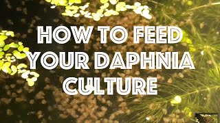 How To Feed Your Daphnia Culture [upl. by Sanborn]