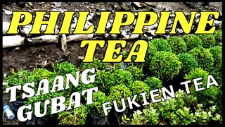 FUKIEN TEA TSAANG GUBAT [upl. by Fields]