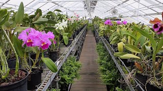 Virtual Tour of the Longwood Orchid Houses [upl. by Nuarb]