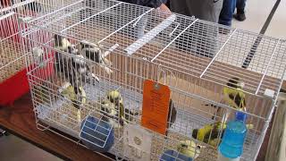 Canaries For Sale by Breeder [upl. by Idac971]