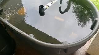 How I Started Raising Tilapia and Catfish  Small Scale Aquaculture [upl. by Cesar]