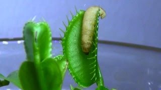 Venus Fly Trap Eating Live Insects [upl. by Assetan]