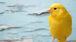 Female Canary Bird Sound for Therapy [upl. by Inalaek]