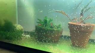 Daphnia Culturing Snails or no snails [upl. by Euqor984]