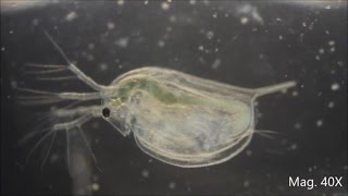 Daphnia magna under the Microscope [upl. by Retseh]