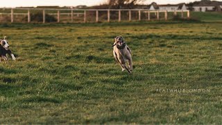 Whippet VS Saluki Who Is Faster [upl. by Cardwell]