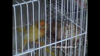 Breeding canaries  step by step [upl. by Luana]