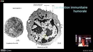 La réaction immunitaire humorale [upl. by Blodgett]