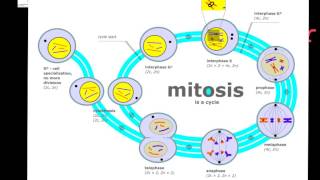 Cell Division Prokaryotic vs Eukaryotic [upl. by Notseh]