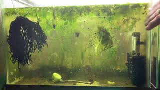 Scuds Daphnia Cherry Shrimp Copepods My aquatic food culture [upl. by Bowlds717]