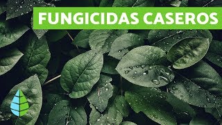 FUNGICIDAS CASEROS  TIPOS DE FUNGICIDAS [upl. by Levin114]