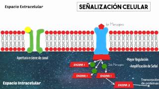 Proteína G y señalización celular básica [upl. by Hunley470]