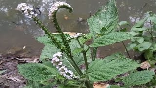 Amazing Herbal Plant Secret Health Benefits of Indian Heliotrope That You Never Know [upl. by Delaine604]