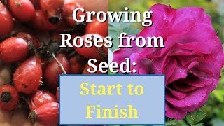 Grow Roses from Seed Start to Finish [upl. by Judsen]