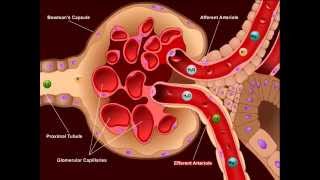 USMLE® Step 1 High Yield Nephrology Diuretics [upl. by Calysta586]