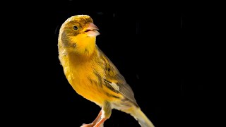 One of the kind CANARY SINGING [upl. by Karney915]