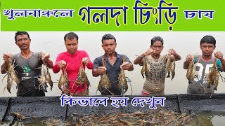 খুলনা অঞ্চলে গলদা চিংড়ি চাষ কিভাবে হয় জানুন How Golda culture is practiced in Khulna region [upl. by Suollecram]