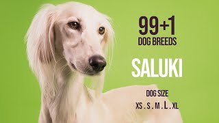 Saluki  991 Dog Breeds [upl. by Pillihp226]