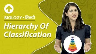 Hierarchy Of Classification  Hindi  Biology [upl. by Gnilrets]