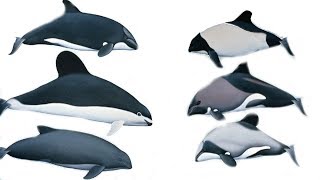 All Porpoises Species  Species List [upl. by Leoni668]