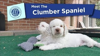 AKCs Meet the Clumber Spaniel [upl. by Meikah]