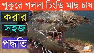 পুকুরে গলদা চিংড়ি মাছ চাষ করার সহজ পদ্ধতি  Golda Chingri Chas  Lobster farming  Krishak Seva [upl. by Mosera]