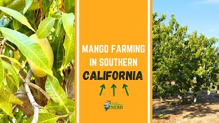 Mango Farming in California Growing Harvesting amp Packing in Southern California [upl. by Yasdnil]