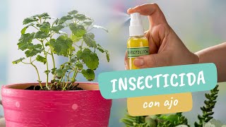 Insecticida casero con ajo para plantas ¡adiós plagas  Craftología Jardinería [upl. by Ahsehyt]