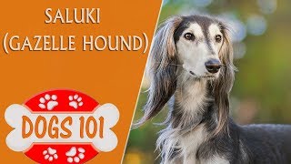 Dogs 101  Saluki  Top Dog Facts About the Saluki [upl. by Kindig]