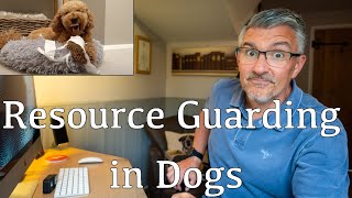 Resource Guarding in Dogs and How to Prevent it [upl. by Ilenna]