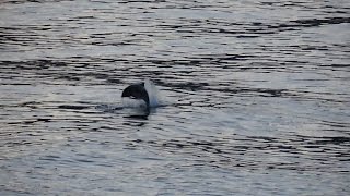 Harbour Porpoise Mating Attempt [upl. by Teyugn]